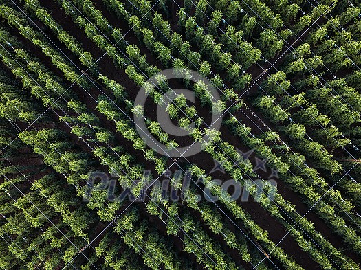 Hops being grown on a field - necessary ingredient for beer brewing Hops being grown on a field - necessary ingredient for beer brewing
