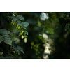 Hops being grown on a field - necessary ingredient for beer brewing