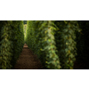 Hops being grown on a field - necessary ingredient for beer brewing