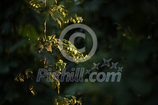 Hops being grown on a field - necessary ingredient for beer brewing Hops being grown on a field - necessary ingredient for beer brewing