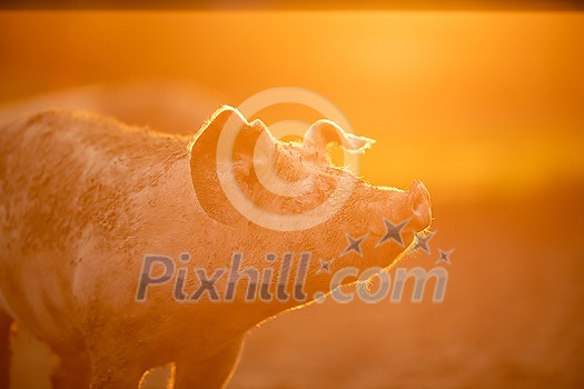 Pigs eating on a meadow in an organic meat farm - telephoto lens shot with good compression, tack sharp Pigs eating on a meadow in an organic meat farm - telephoto lens shot with good compression, tack sharp