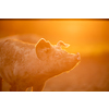 Pigs eating on a meadow in an organic meat farm - telephoto lens shot with good compression, tack sharp