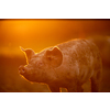 Pigs eating on a meadow in an organic meat farm