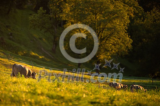 Cows going home from pasture at the close of the day - Regenerative farming concept/Grass fed beef Cows going home from pasture at the close of the day - Regenerative farming concept/Grass fed beef
