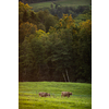 Cows going home from pasture at the close of the day - Regenerative farming concept/Grass fed beef