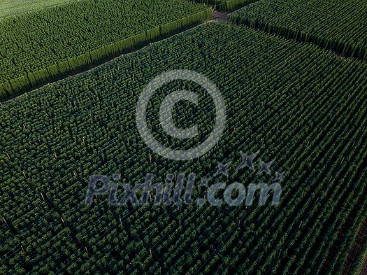 Hops being grown on a field - necessary ingredient for beer brewing Hops being grown on a field - necessary ingredient for beer brewing