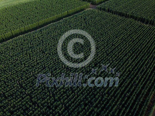 Hops being grown on a field - necessary ingredient for beer brewing