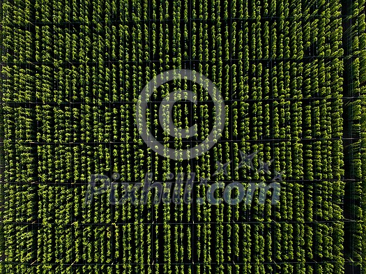 Hops being grown on a field - necessary ingredient for beer brewing