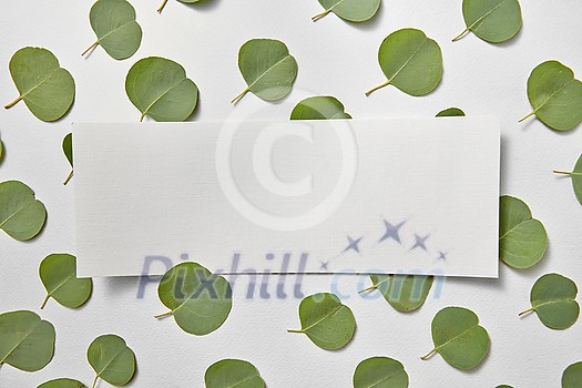 Greeting postcard from small leaves of fresh natural evergreen Eucalyptus plant and paper sheet for text on a light grey background, copy space. Top view. Greeting postcard from small leaves of fresh natural evergreen Eucalyptus plant and paper sheet for text on a light grey background, copy space. Top view.