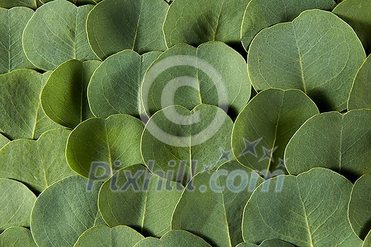 Natural backdrop from close-up evergreen fresh natural leaves of Eucalyptus plant with soft shadows, copy space. Greeting card. Natural backdrop from close-up evergreen fresh natural leaves of Eucalyptus plant with soft shadows, copy space. Greeting card.