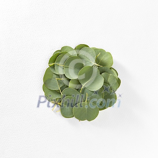 Fresh evergreen Eucalyptus leaves round pattern on a white background with copy space. Natural backdrop. Fresh evergreen Eucalyptus leaves round pattern on a white background with copy space. Natural backdrop.