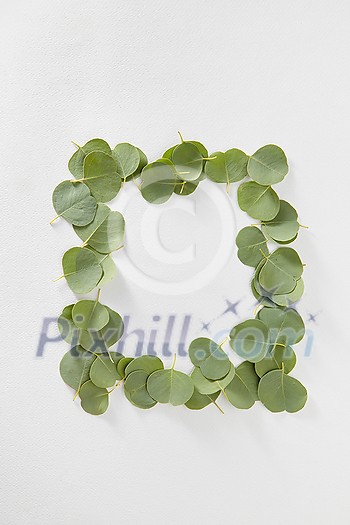 Creative rectangular frame handmade from natural evergreen leaves of Eucalyptus plant on a light grey background with copy space. Flat lay. Creative rectangular frame handmade from natural evergreen leaves of Eucalyptus plant on a light grey background with copy space. Flat lay.