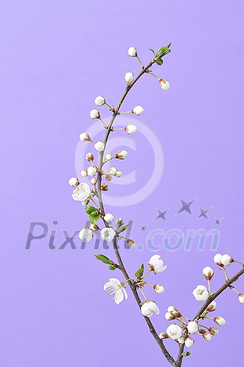 Spring greeting postcard from fresh branch of natural blooming cherry tree on a light purple background with copy space.