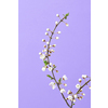 Spring greeting postcard from fresh branch of natural blooming cherry tree on a light purple background with copy space.