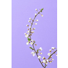 Spring greeting postcard from fresh branch of natural blooming cherry tree on a light purple background with copy space.