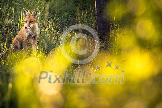 Red fox in its natural habitat - wildlife shot Red fox in its natural habitat - wildlife shot