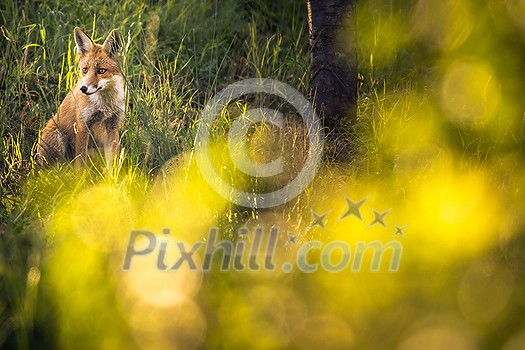 Red fox in its natural habitat - wildlife shot