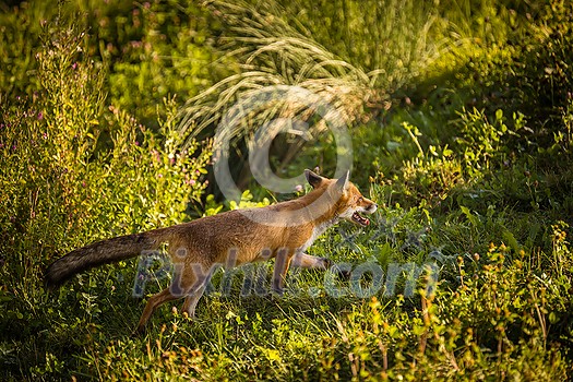 Red fox in its natural habitat - wildlife shot Red fox in its natural habitat - wildlife shot