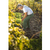 Senior gardener gardening in his permaculture garden - turning over the soil in his garden with a spade