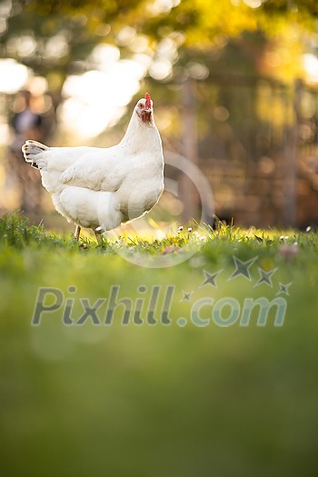 Hen in a farmyard (Gallus gallus domesticus)