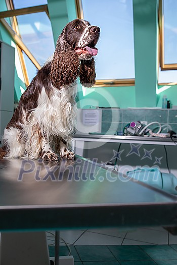 Cute English Cocker Spaniel in a vet clinic waiting for a minor surgery