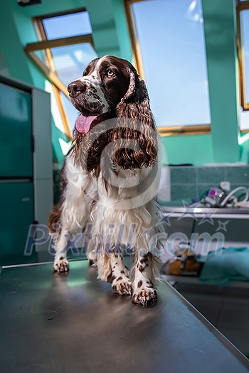 Cute English Cocker Spaniel in a vet clinic waiting for a minor surgery Cute English Cocker Spaniel in a vet clinic waiting for a minor surgery