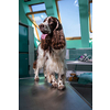 Cute English Cocker Spaniel in a vet clinic waiting for a minor surgery