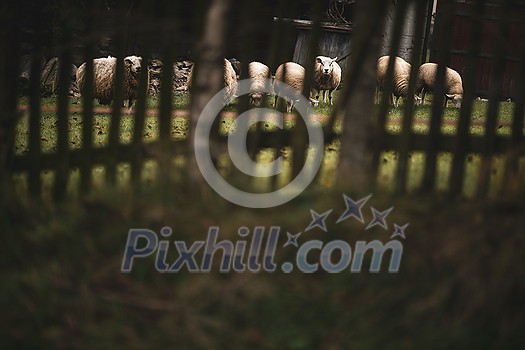 A herd of white sheep grazes on a farm with fenced pasture A herd of white sheep grazes on a farm with fenced pasture