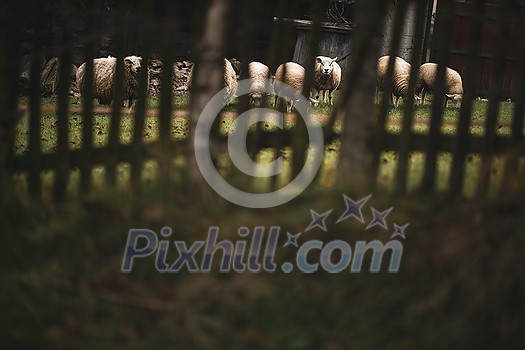 A herd of white sheep grazes on a farm with fenced pasture