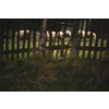 A herd of white sheep grazes on a farm with fenced pasture