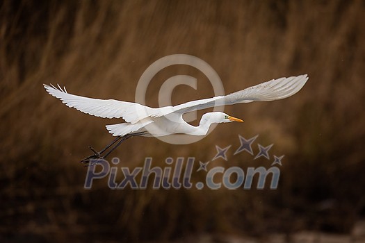The great egret (Ardea alba), also known as the common egret flying over a pond The great egret (Ardea alba), also known as the common egret flying over a pond