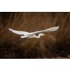 The great egret (Ardea alba), also known as the common egret flying over a pond