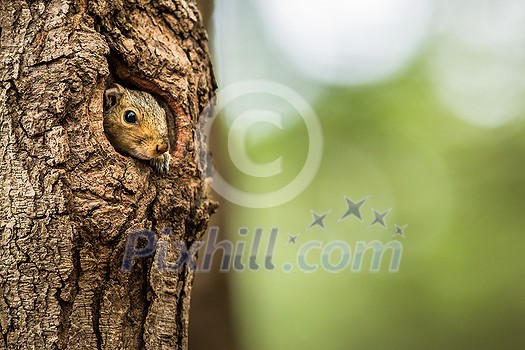 Eastern Grey Squirrel (Sciurus carolinensis) Eastern Grey Squirrel (Sciurus carolinensis)