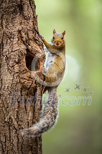 Eastern Grey Squirrel (Sciurus carolinensis) Eastern Grey Squirrel (Sciurus carolinensis)