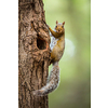 Eastern Grey Squirrel (Sciurus carolinensis)