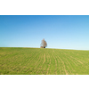 Creative rural landscape with alone tree and wooden house on a green fields under blue clean sky in a spring time, Austria.