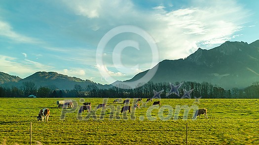 Beautiful landscape with cows on a green paddock on the background of mountains and blue cloudy sky. Farming and ecological food concept.