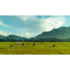 Beautiful landscape with cows on a green paddock on the background of mountains and blue cloudy sky. Farming and ecological food concept.