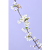 Greeting postcard with tender blooming cherry branch against pastel purple background, copy space. Congratulation spring card.