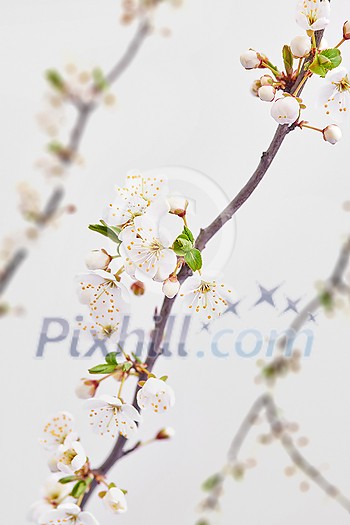 Holiday festive card with blooming cherry branches on a light grey background, copy space. Congratulation spring card. Holiday festive card with blooming cherry branches on a light grey background, copy space. Congratulation spring card.