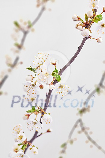 Holiday festive card with blooming cherry branches on a light grey background, copy space. Congratulation spring card.