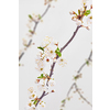 Holiday festive card with blooming cherry branches on a light grey background, copy space. Congratulation spring card.
