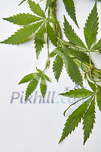 Decorative corner frame from fresh green cannabis leaves bound with wire on a light grey background, copy space. Concept use of marijuana for medical puposes.