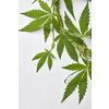 Decorative corner frame from fresh green cannabis leaves bound with wire on a light grey background, copy space. Concept use of marijuana for medical puposes.