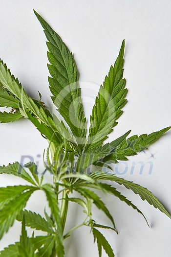 Green natural close-up cannabis leaves on a light grey background with copy space. Concept use of marijuana for medical puposes.