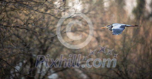 Grey Heron (Ardea cinerea) in flight in lovely evening light - wildlife in its natural habitat Grey Heron (Ardea cinerea) in flight in lovely evening light - wildlife in its natural habitat