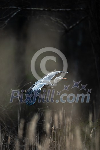 Grey Heron (Ardea cinerea) in flight in lovely evening light - wildlife in its natural habitat Grey Heron (Ardea cinerea) in flight in lovely evening light - wildlife in its natural habitat