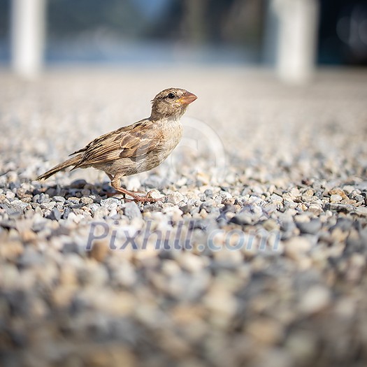 House sparrow (Passer domesticus) House sparrow (Passer domesticus)