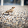 House sparrow (Passer domesticus)