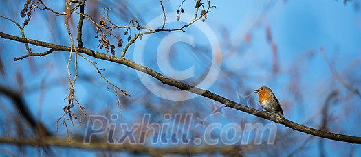 The European robin (Erithacus rubecula) known simply as the robin or robin redbreast The European robin (Erithacus rubecula) known simply as the robin or robin redbreast